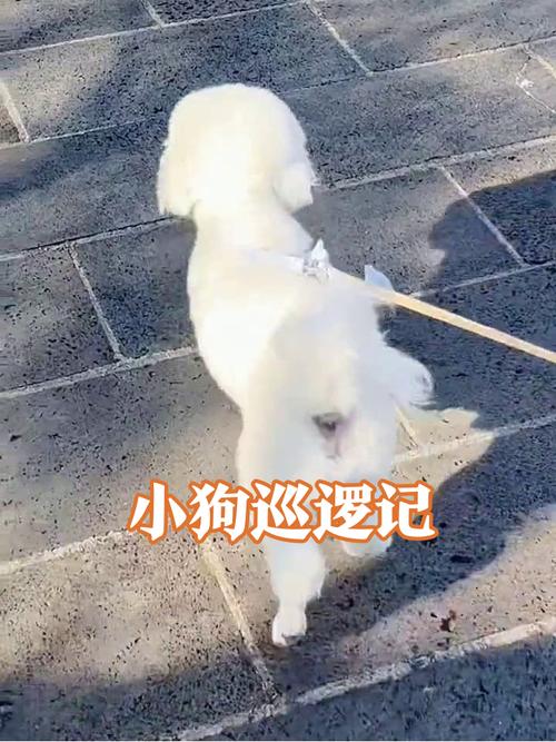 铲屎官牵绳站在旁边陪狗狗嗅闻