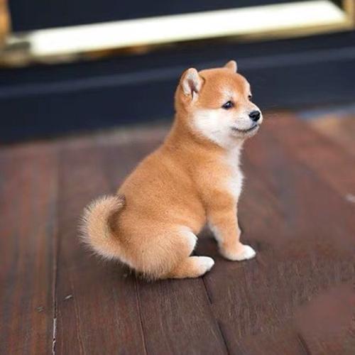 3月龄柴犬幼犬在家接触不同材质地面