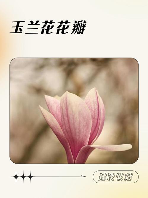 学生作文本里压平的玉兰干花瓣