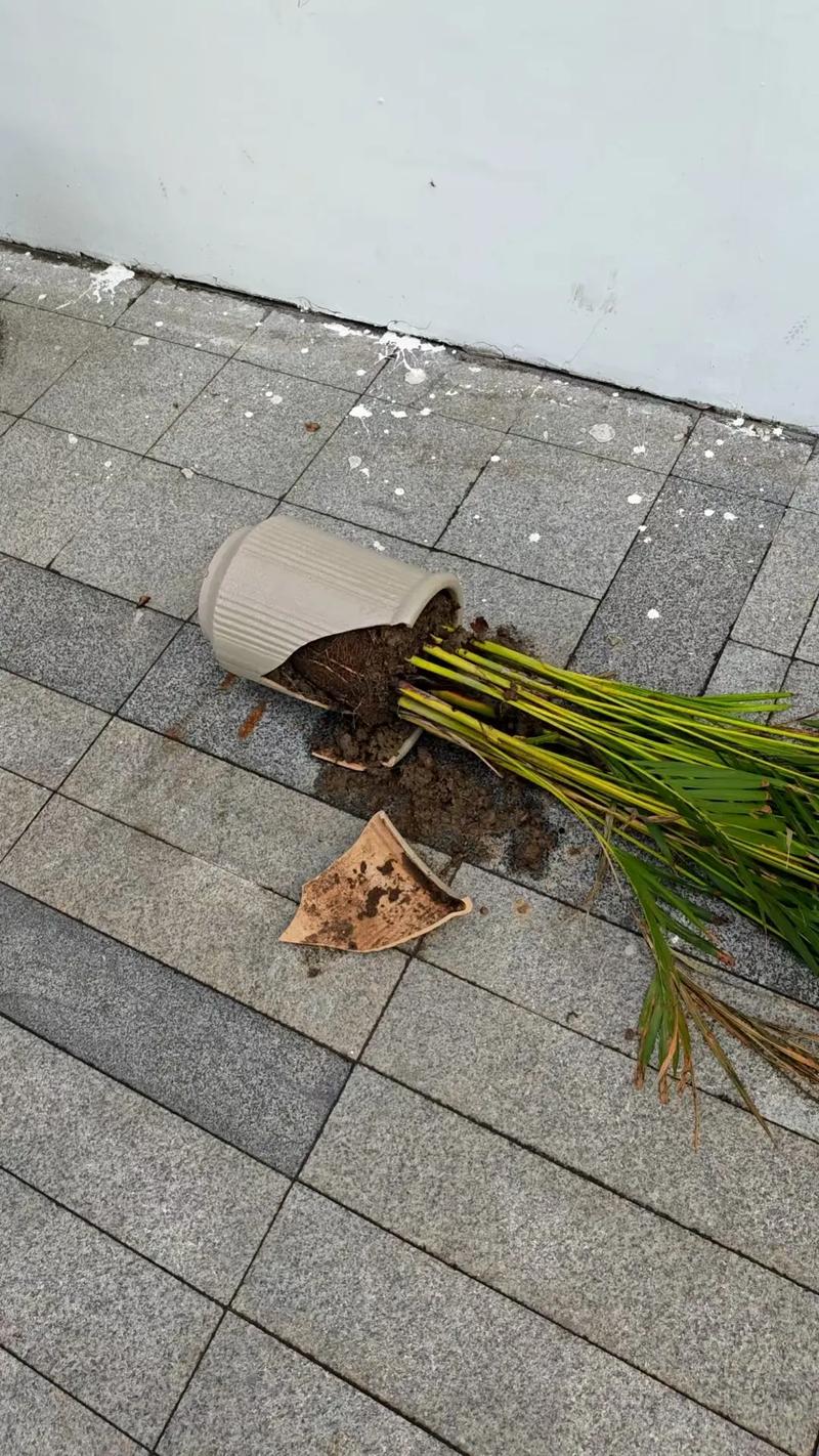 楼下花盆碎了之后