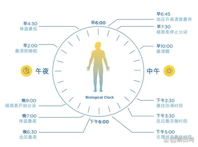 熬夜后晨间光照调节生物钟示意图