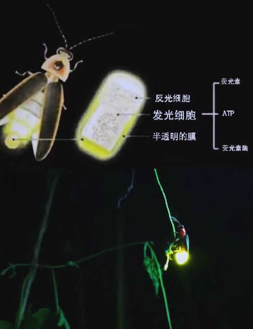 显微镜下萤火虫发光器细胞结构示意图