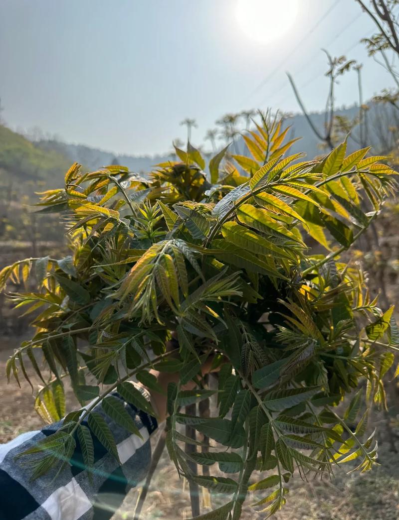 春日菜园刚采摘的带露香椿嫩芽
