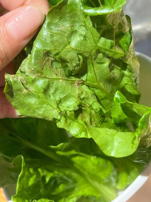 发蔫的绿叶菜，还能救回来