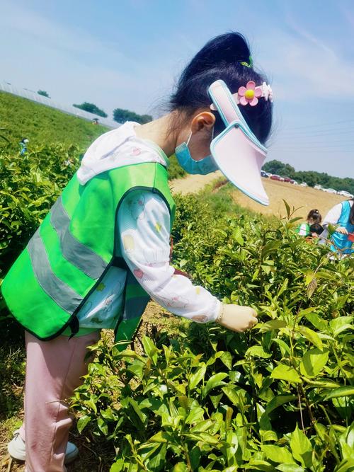 亲子旅行路线 家庭在茶园里戴着草帽采茶