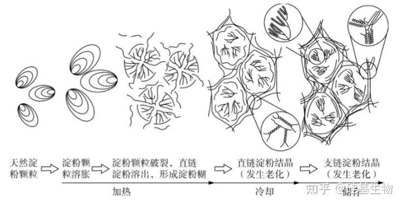 淀粉糊化微观结构