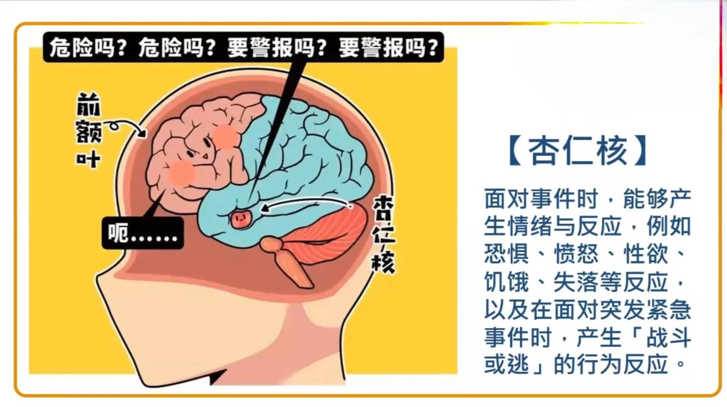 人情绪激动时大脑杏仁核激活示意图
