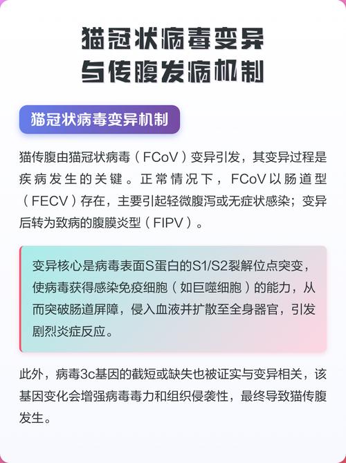猫冠状病毒变异引发传腹的原理科普示意图