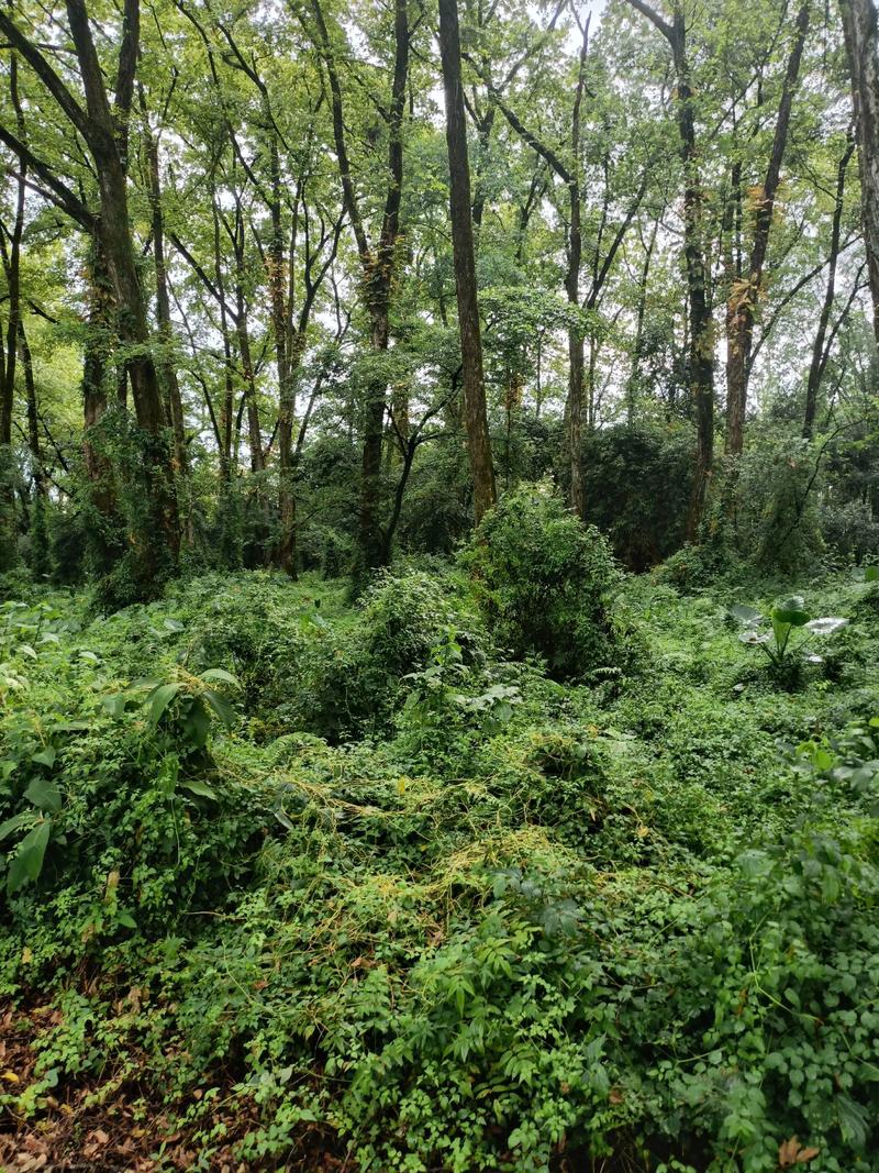 山林灌木丛藏匿蚊虫的实景图