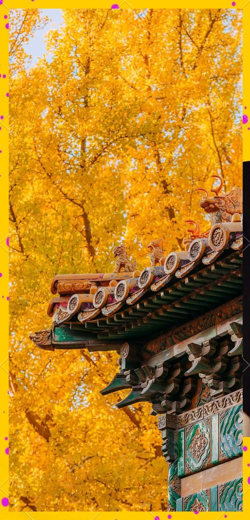 北京故宫深秋红墙银杏景观