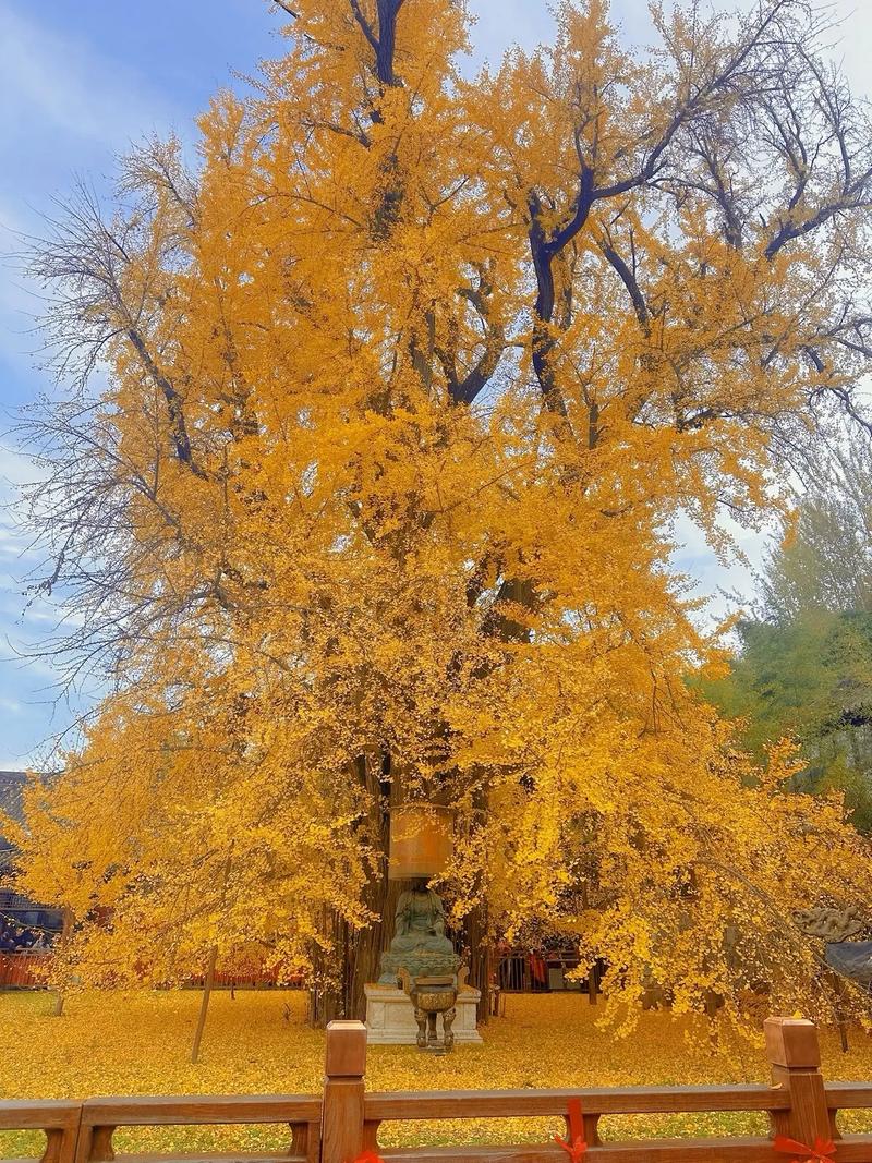 西安古观音禅寺千年银杏树满冠金黄全景