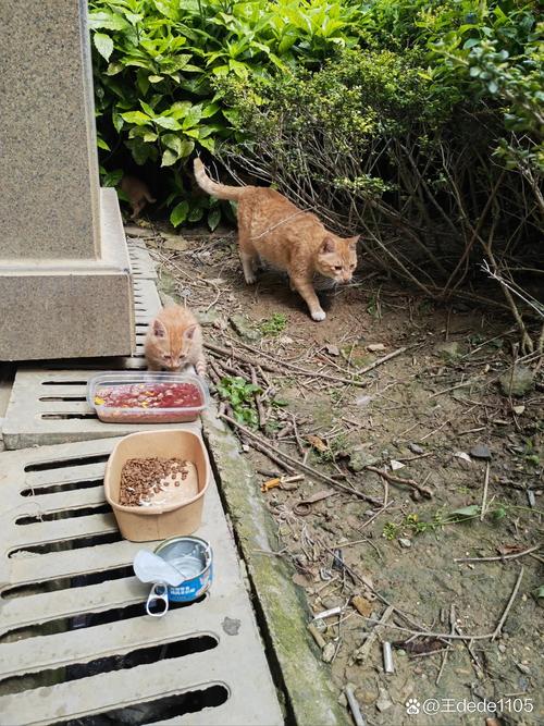 小区树荫下老人喂流浪橘猫实拍