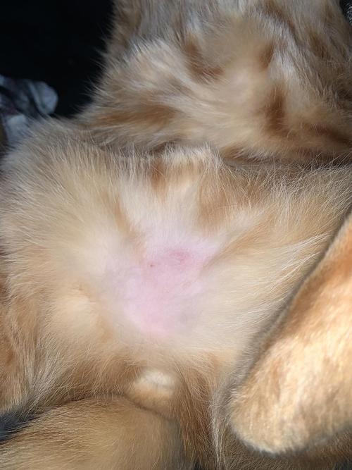 猫咪应激过度舔毛导致腹部斑秃实拍