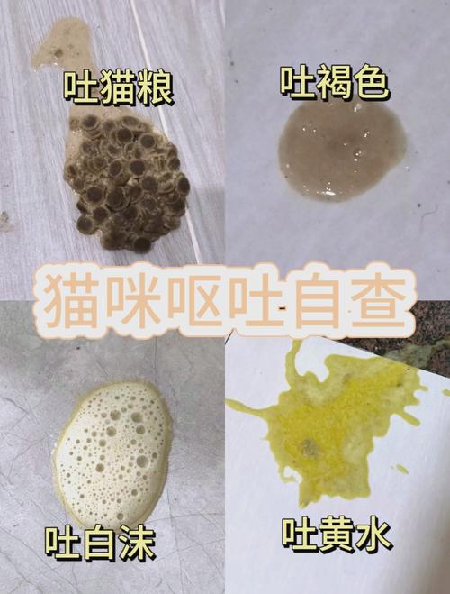 猫咪餐后正常生理性呕吐物