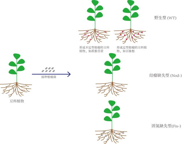 共生关系:别急着歌颂,它比你想的复杂得多-大讲堂