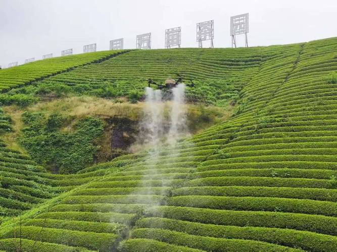 南京江宁茶园植保无人机作业现场