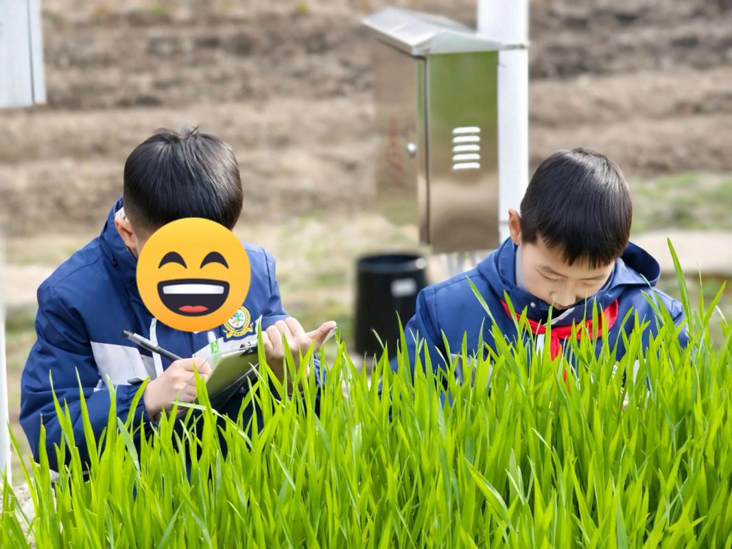 城市小学生观察校园植物