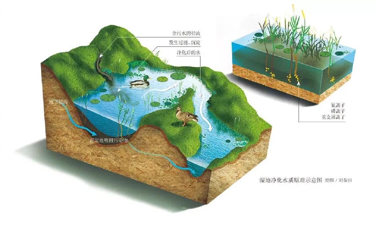 芦苇荡里,藏着我们看不见的江湖-因为所以