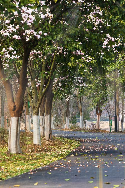 小学走廊边种植的玉兰花树落花场景