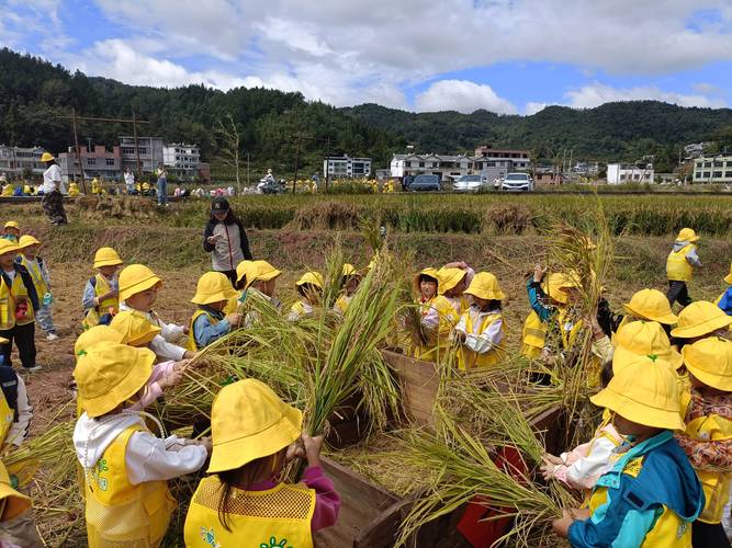 小学生稻田研学体验搓米粒场景