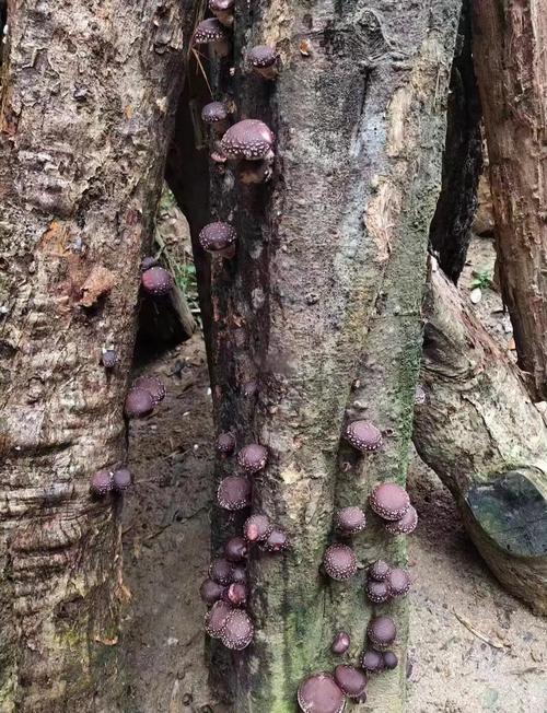 湖北南漳荆山山区椴木香菇种植林