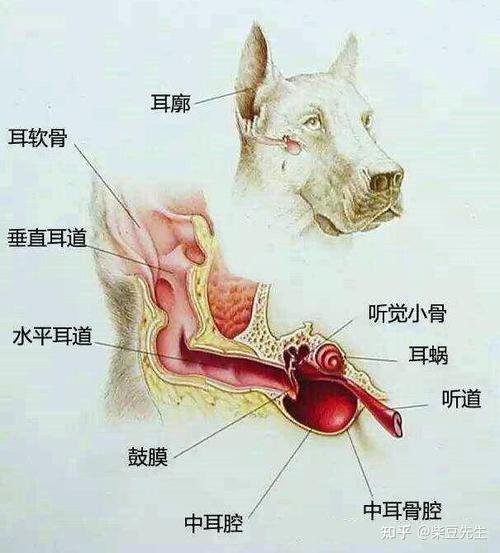 狗狗垂直耳道结构示意图