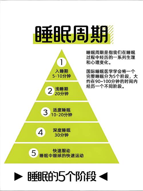 人体深度睡眠周期阶段划分图