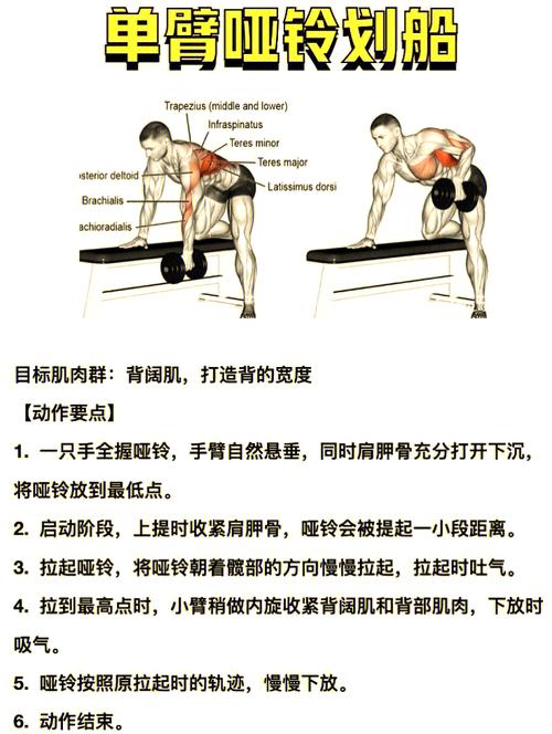 健身房女性哑铃训练划船动作示范