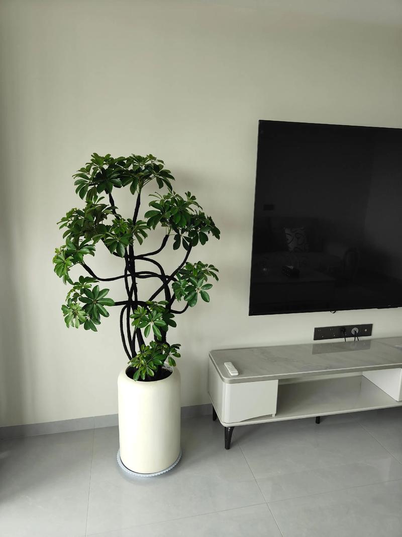 室内绿植摆放：你家的花花草草真的放对地方了吗？