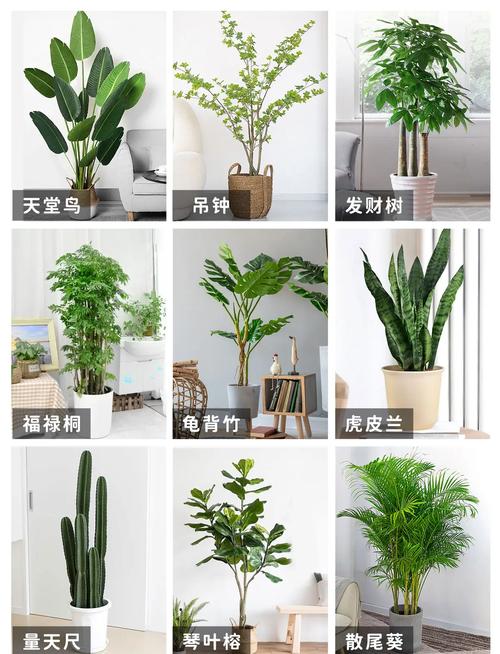 绿植选品:别只看颜值,这些才是关键