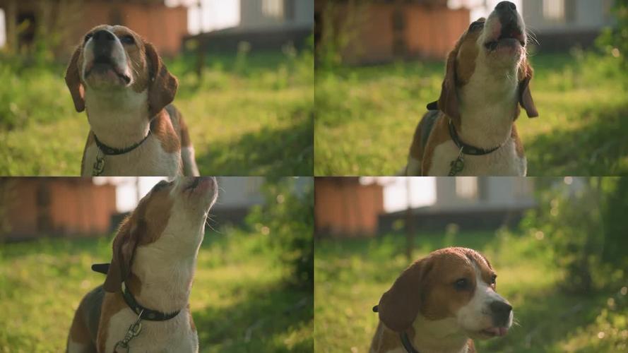 拴着牵引绳的小型犬对着远处狗狗吠叫