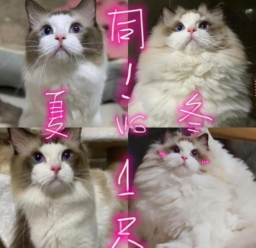 猫咪冬季厚绒毛与夏季针毛对比实拍图