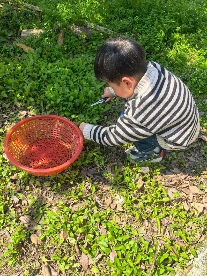 菜市场里坐在菜筐中的小孩