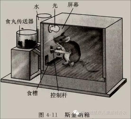 斯金纳箱实验多巴胺分泌机制图解