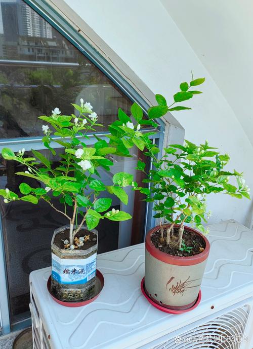 茉莉花盆栽品种对比图