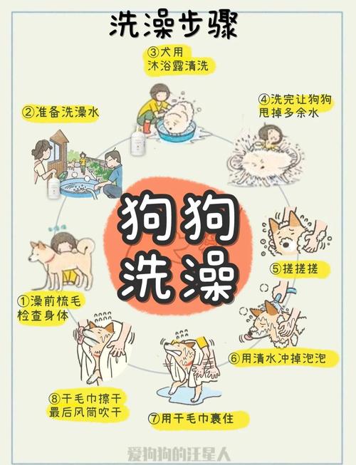 宠物洗澡后吹干褶皱部位实操图