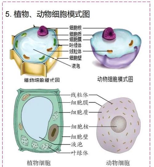 儿童书包类比细胞结构示意图