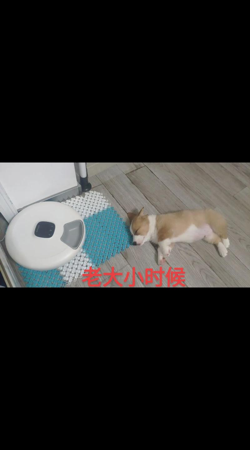 柯基蹲在掉漆的狗狗自动喂食器旁边盯着粮仓