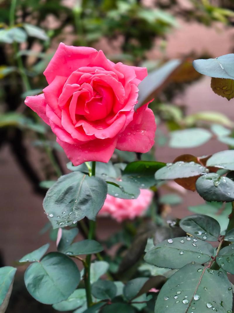 雨后月季花苞上挂着水珠的特写