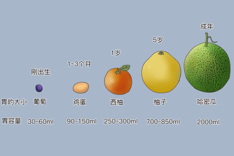 不同月龄宝宝胃容量大小对比图