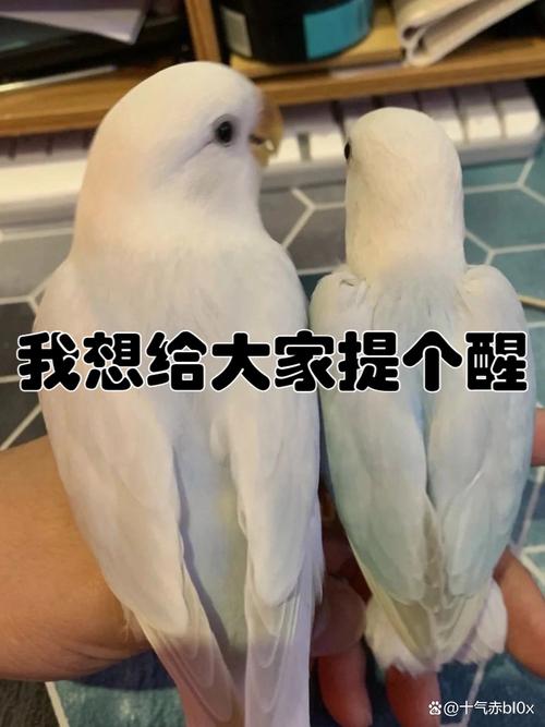 赢了裁决,才想起要给大家提个醒