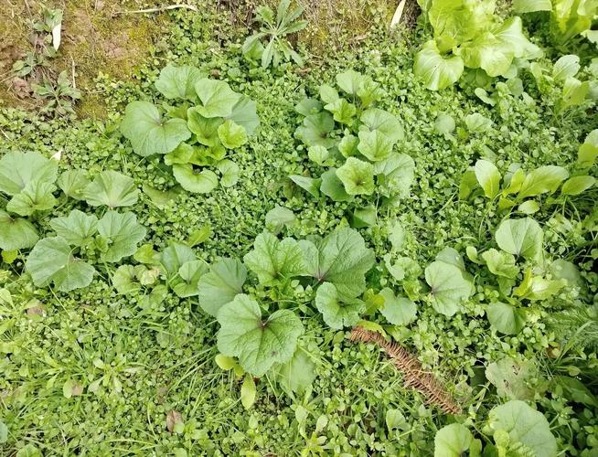 雨后泡软的菜园土壤带着细碎杂草的实拍图