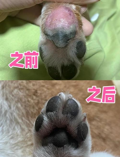 犬瘟热患病狗狗增厚发硬脚垫对比图