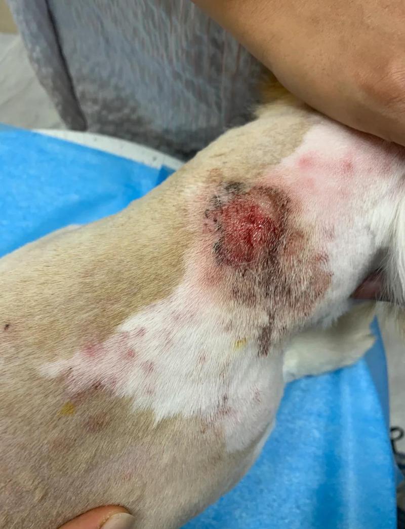 狗狗后颈挠秃宠物过敏患处
