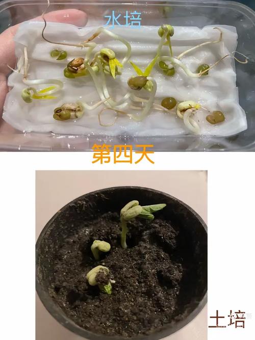 儿童蹲阳台扒开绿豆盆土观察根系