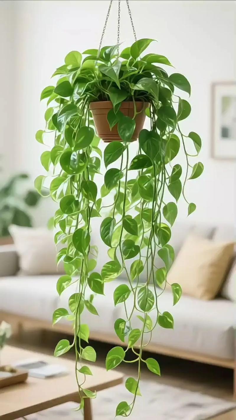室内观叶植物绿萝垂吊在客厅书架上的实拍图