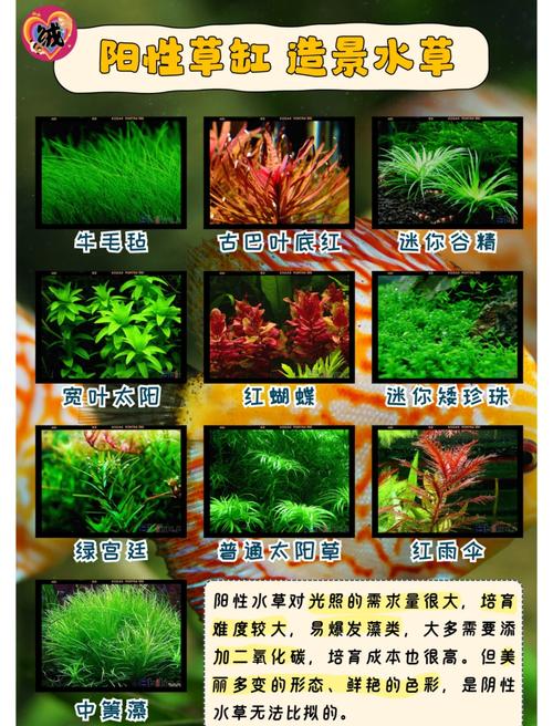 水草养殖的深度拆解:从踩坑到成景的实用指南-因为所以