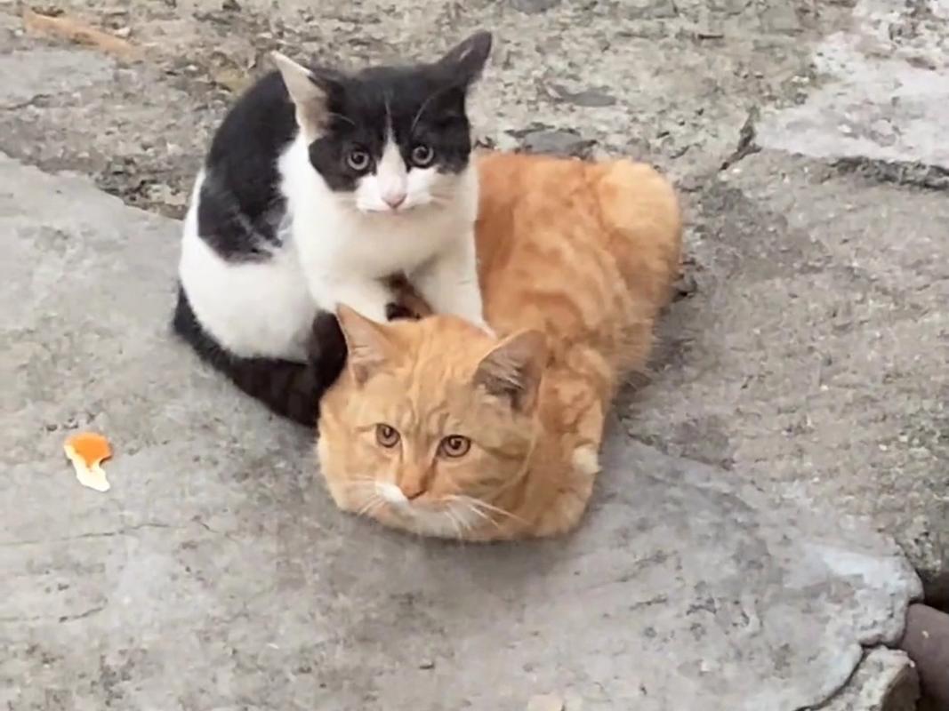 一只橘猫在主人肚子上踩奶特写闭着眼睛享受表情