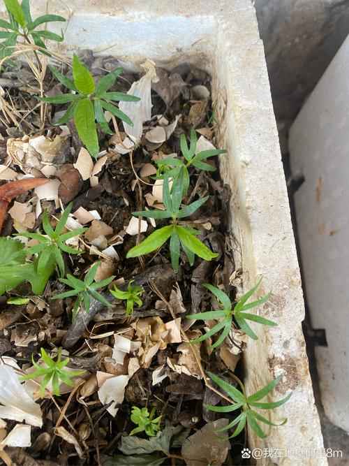 家庭阳台泡沫箱种植歪茎石榴树苗
