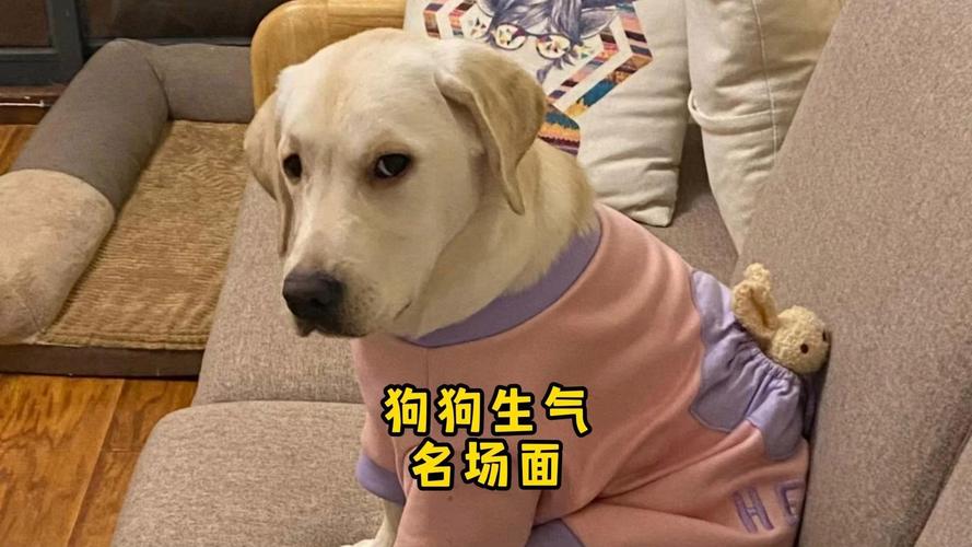 主人生气对狗狗长篇大论说教的尴尬场景